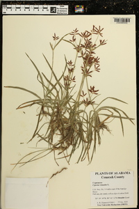 Cyperus rotundus image