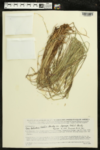 Carex lenticularis image