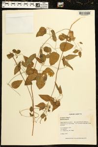 Clematis crispa image