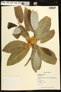 Magnolia virginiana image