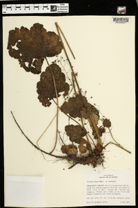 Heuchera americana image