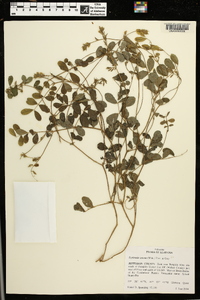 Tephrosia spicata image