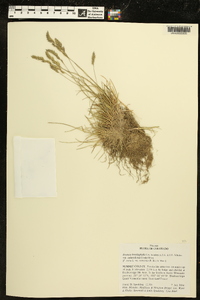 Festuca brachyphylla image