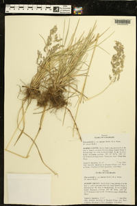 Poa nemoralis image