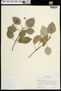 Cinnamomum camphora image