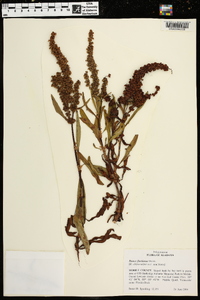 Rumex floridanus image