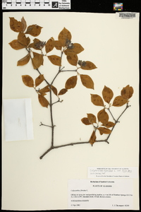 Calycanthus floridus var. floridus image