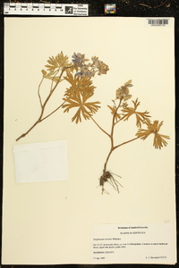 Delphinium tricorne image