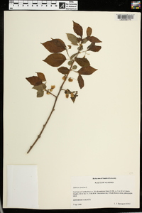 Halesia carolina image