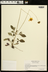 Coreopsis auriculata image