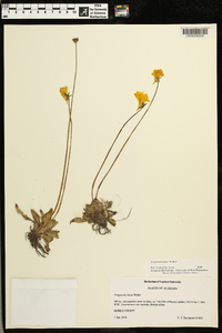 Pinguicula lutea image