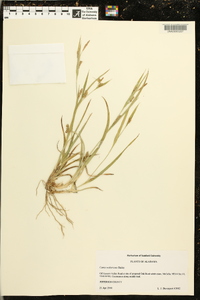 Carex walteriana image