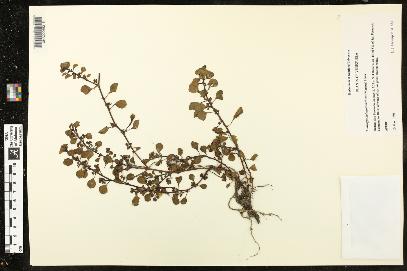 Ludwigia helminthorrhiza image