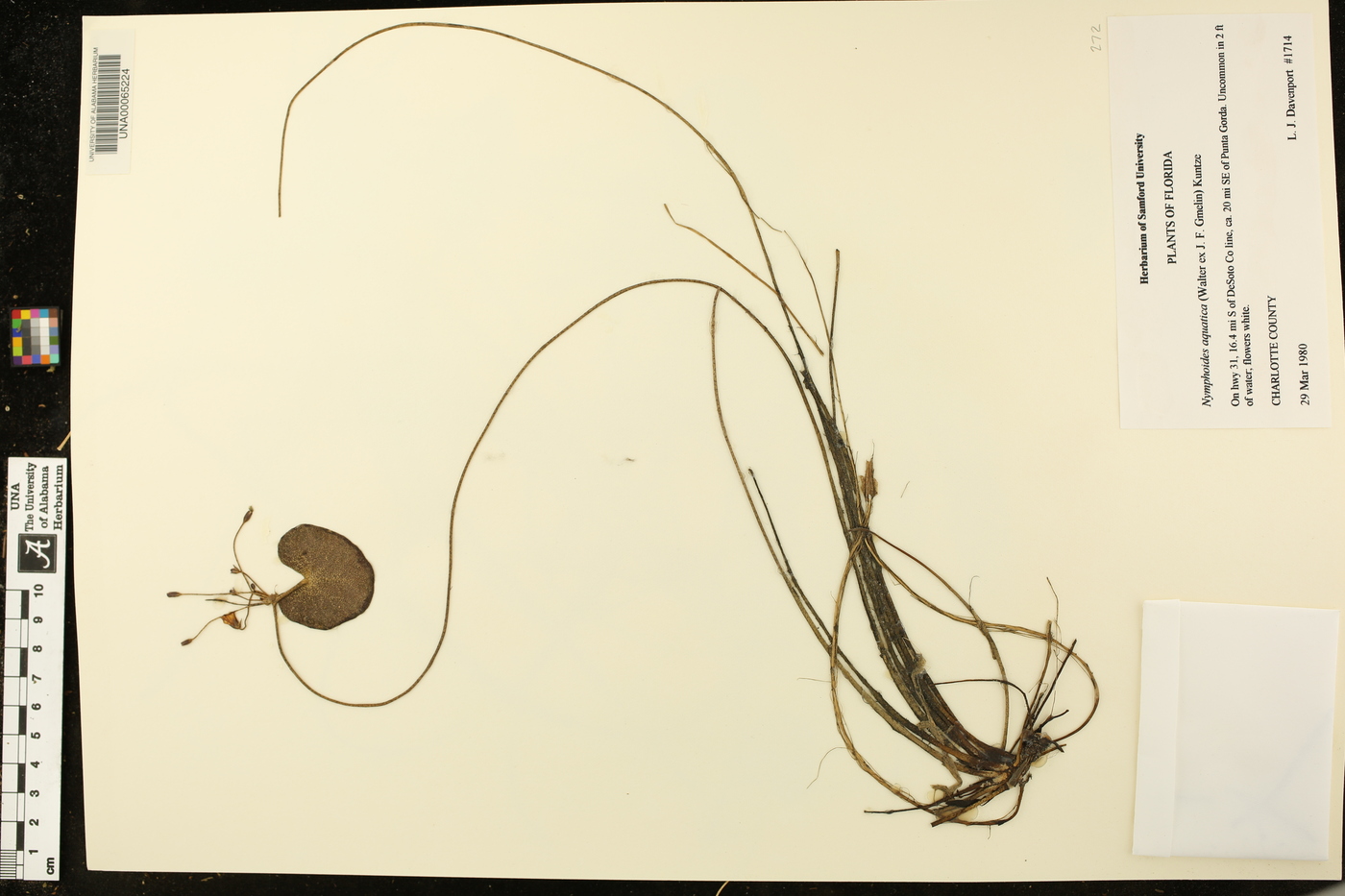 Nymphoides aquatica image