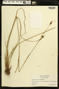 Rhynchospora fascicularis image