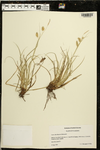 Carex cherokeensis image