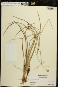 Rhynchospora baldwinii image