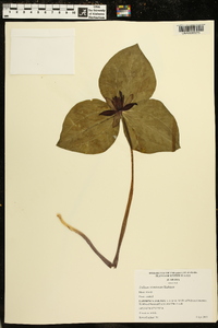 Trillium stamineum image