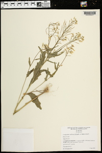 Cardamine bulbosa image