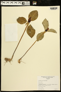 Trillium recurvatum image