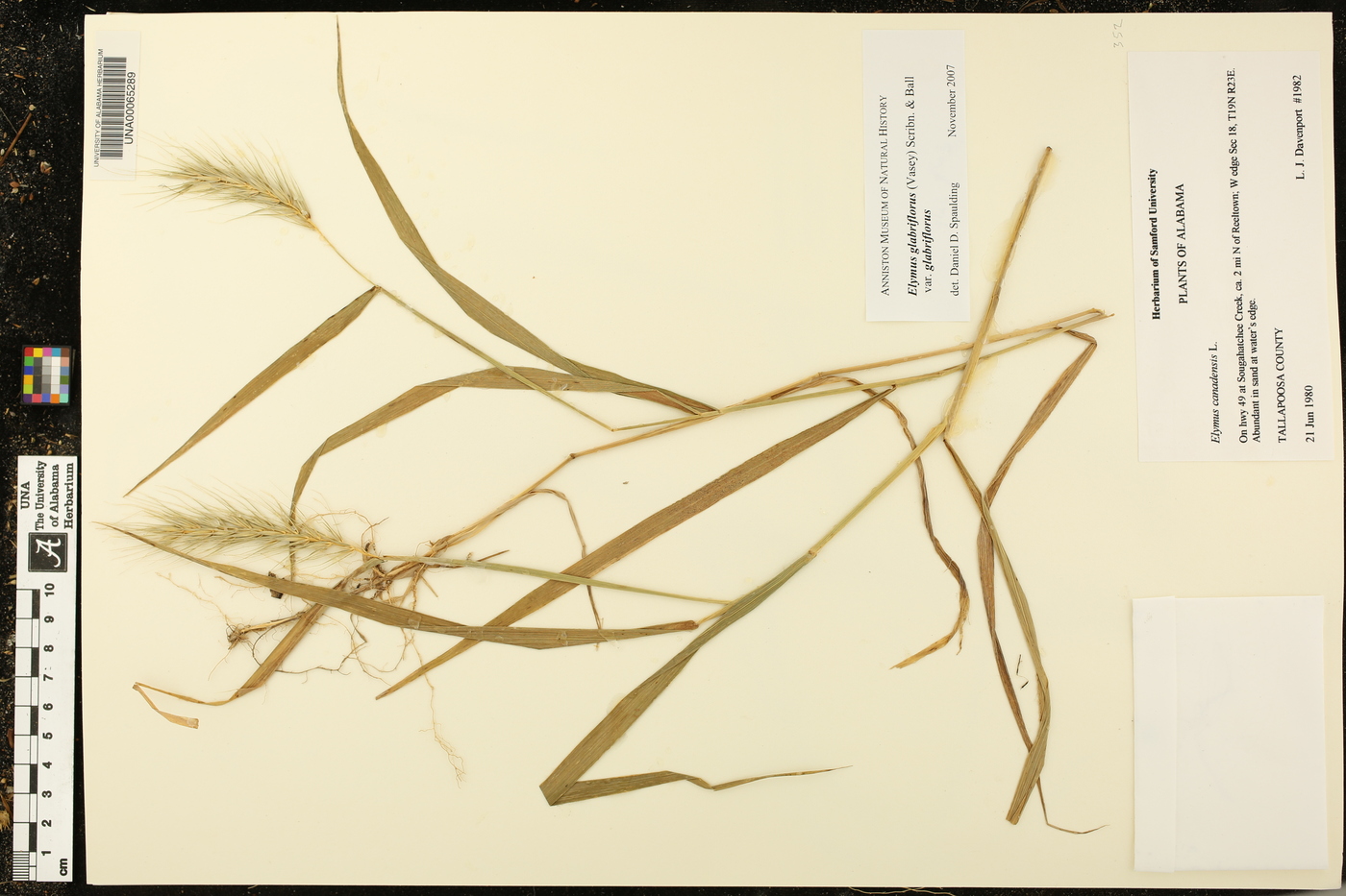 Elymus glabriflorus image