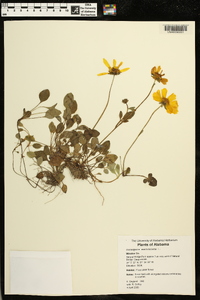 Coreopsis auriculata image