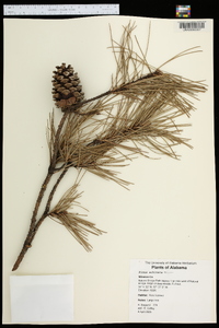 Pinus echinata image