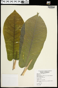 Magnolia macrophylla image