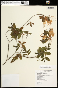 Rhododendron canescens image