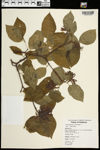 Calycanthus floridus image