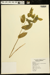 Uvularia perfoliata image