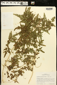 Lygodium japonicum image