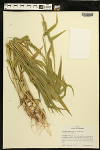 Urochloa texana image