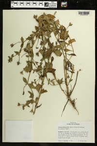 Petunia integrifolia image