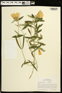 Gentiana saponaria image