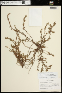 Polygonum aviculare subsp. depressum image