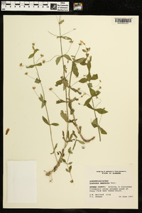 Gratiola neglecta image