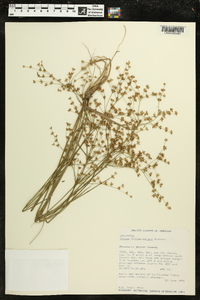 Juncus diffusissimus image