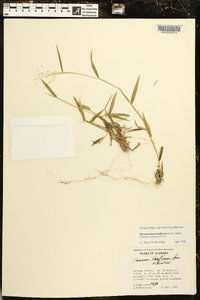 Dichanthelium laxiflorum image