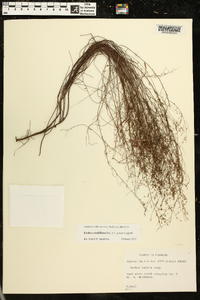 Lechea sessiliflora image