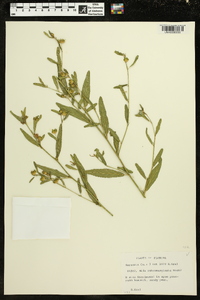 Sida rubromarginata image