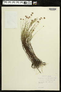 Sclerolepis uniflora image