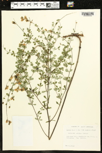 Baptisia serenae image