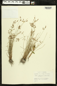 Fimbristylis annua image