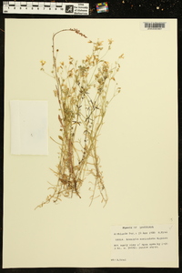 Minuartia muriculata image