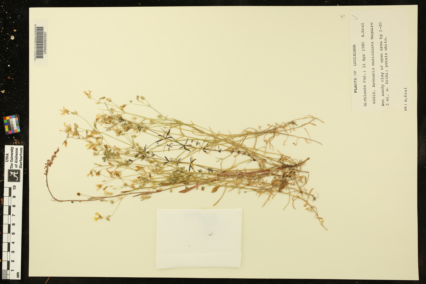 Minuartia muriculata image