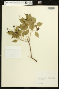 Amyris elemifera image