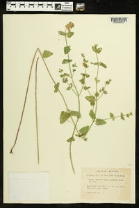 Scutellaria cardiophylla image