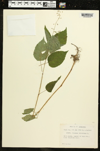 Circaea canadensis image