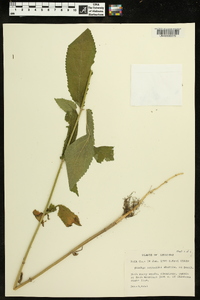 Stachys nuttallii image